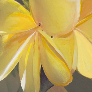 Yellow Plumeria. Click for enlargement.